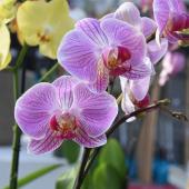 Significations des orchidées symbole