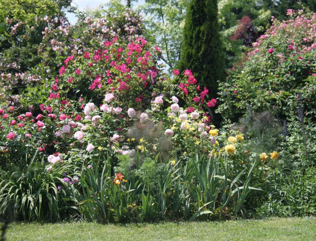 Idées de plantes et rosiers rose pour massif