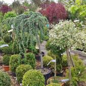 reconnaitre plante arbre arbuste bonne santé jardinerie pepiniere