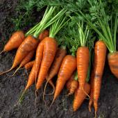carotte nouvelle primeur