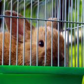 Quelle cage choisir pour un lapin nain ?