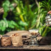 café robusta et arabica, quelles différences ?