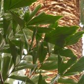 Caryota palmier - Plante queue de poisson