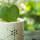 Hoya kerrii - coeur cactus plante