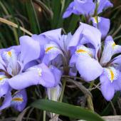 Iris unguicularis - iris d'alger