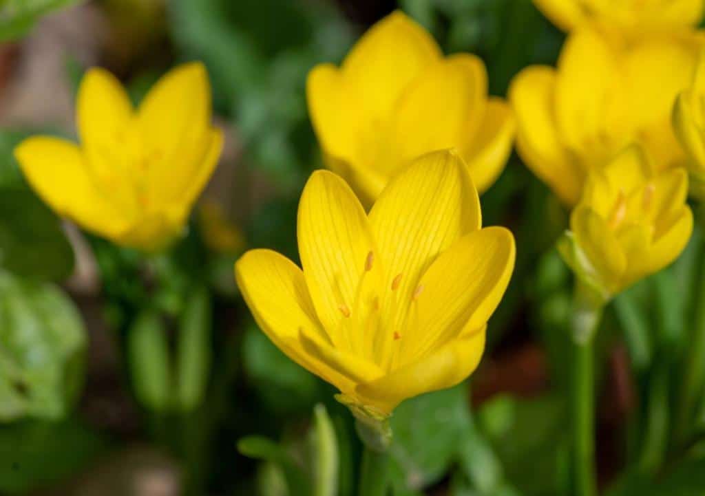 Sternbergia - Crocus d'automne