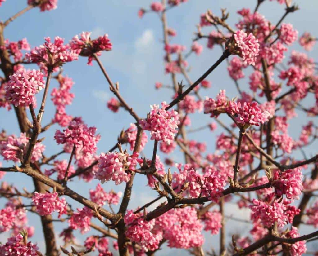 viorne de Bodnant - viburnum bodnantense