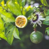 Fruit de la passion - grenadille - passiflora edulis