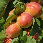 abricotier polonais - Prunus armeniaca