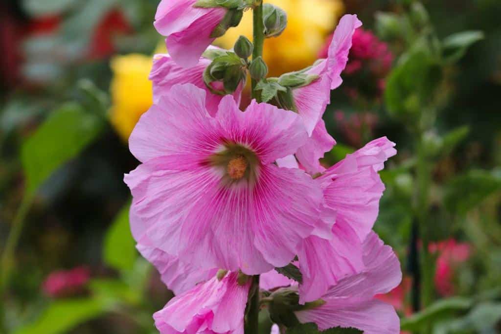 Alcea rosea