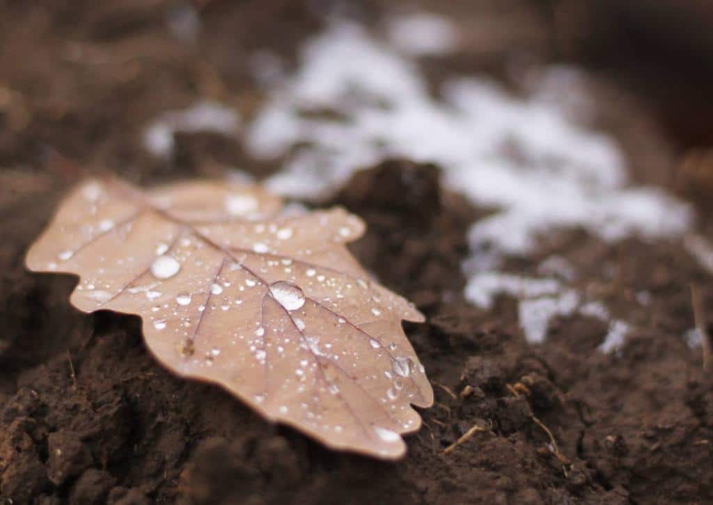 Terreau de feuilles