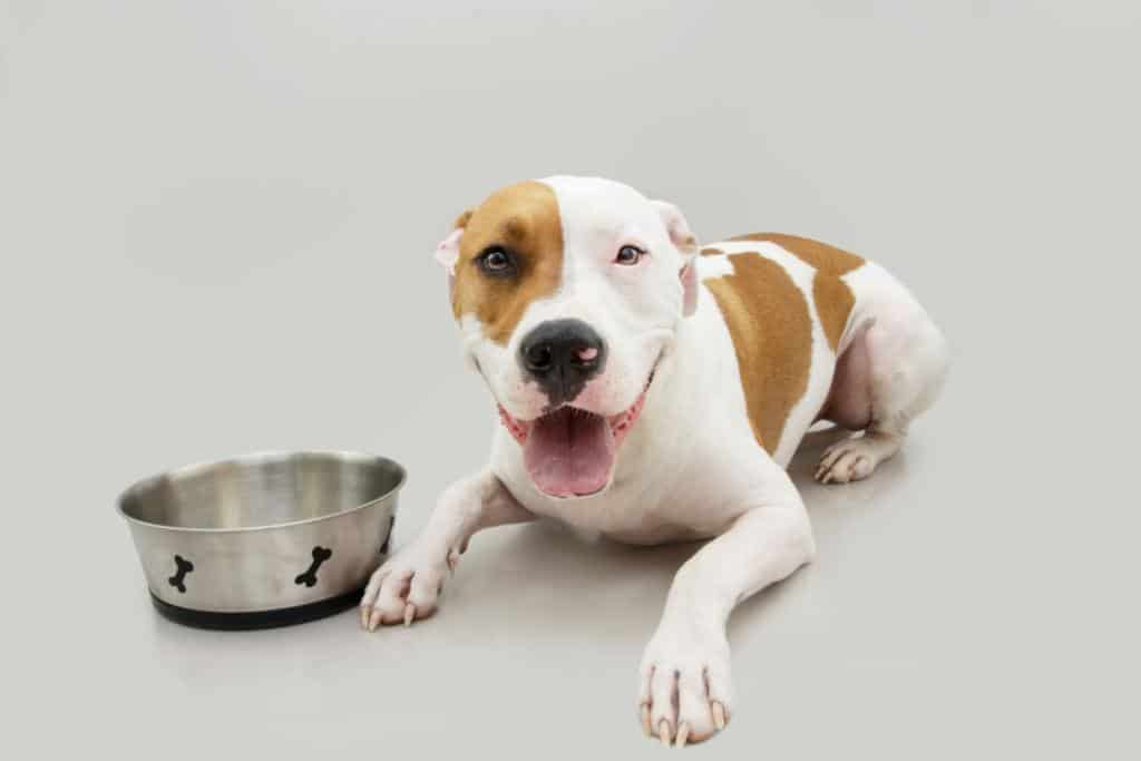 alimentation staffie