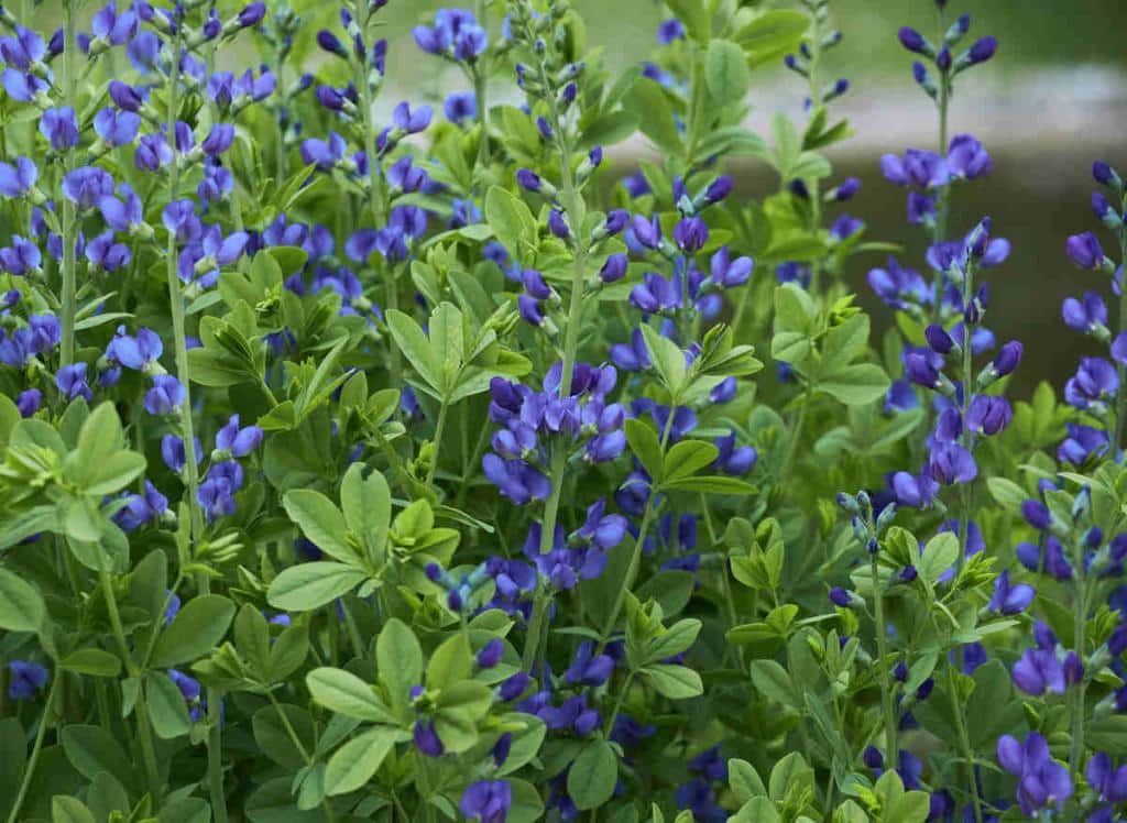 Baptisia australis