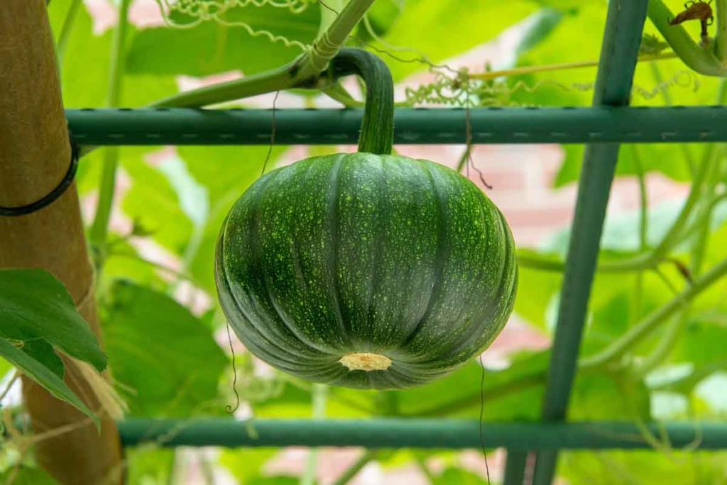 Palisser les courges