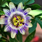 Passiflora caerulea - passiflore bleue