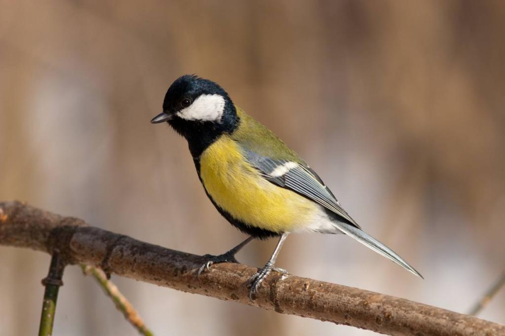 mesange charbonniere - Parus Major