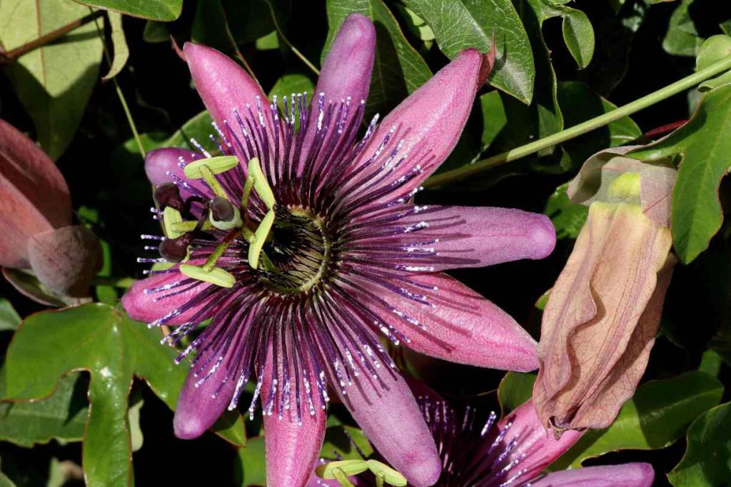 Passiflora violacea Amethyst