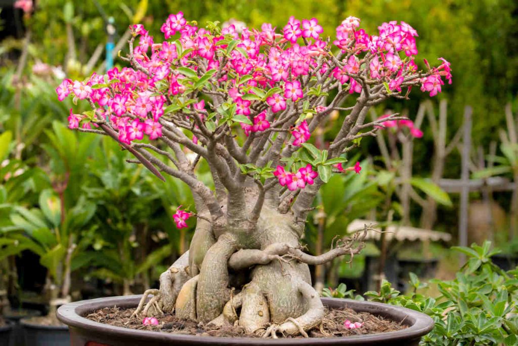 Adenium en pot - Rose de désert