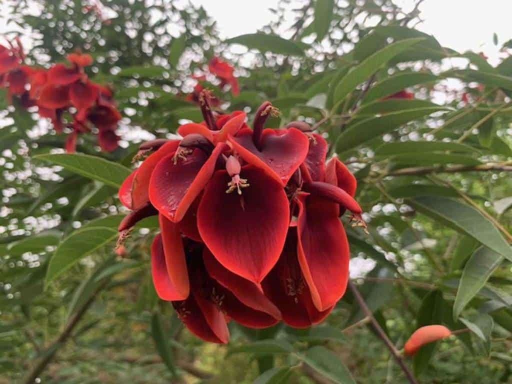 Erythrina crista galli