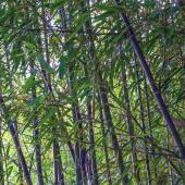 bambou noir - Phyllostachys nigra