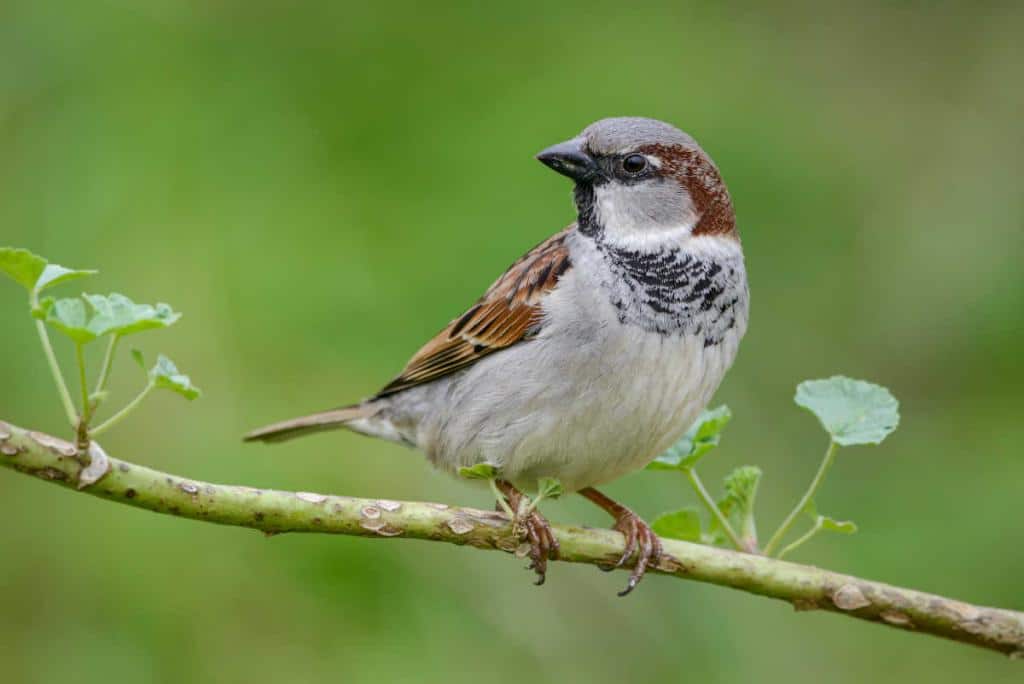 Moineau domestique - Passer domesticus