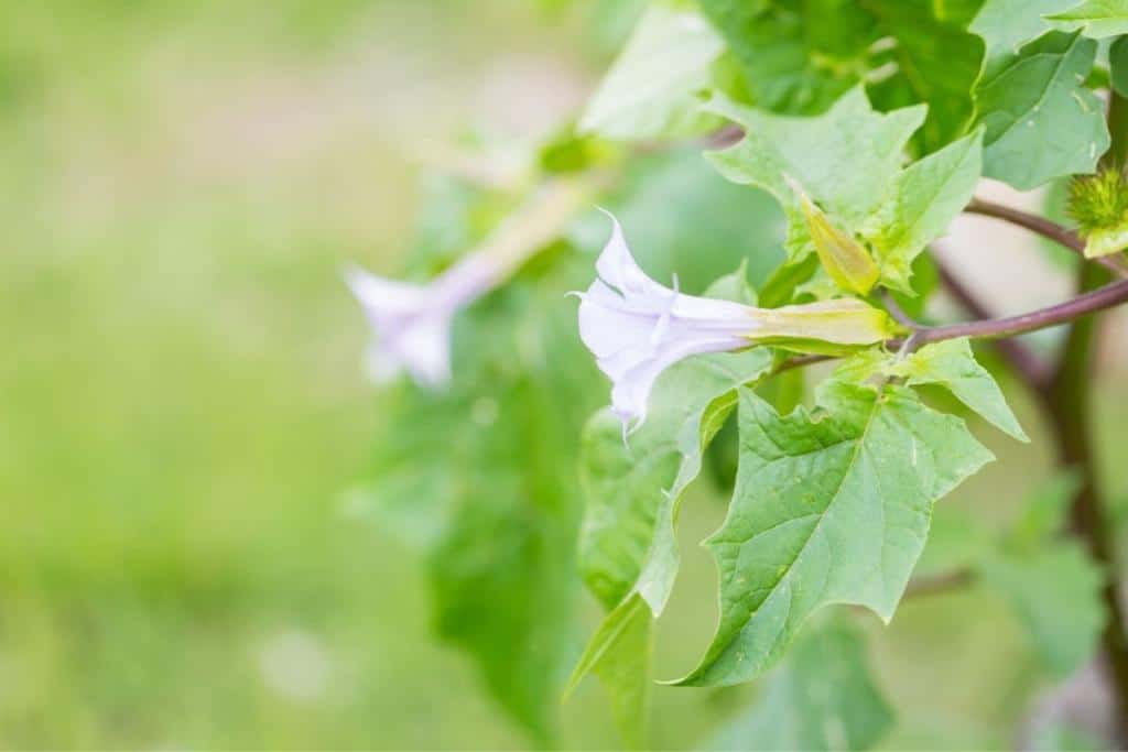 datura conseils de culture