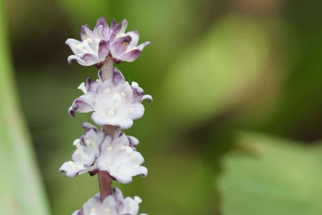 muguet de chine