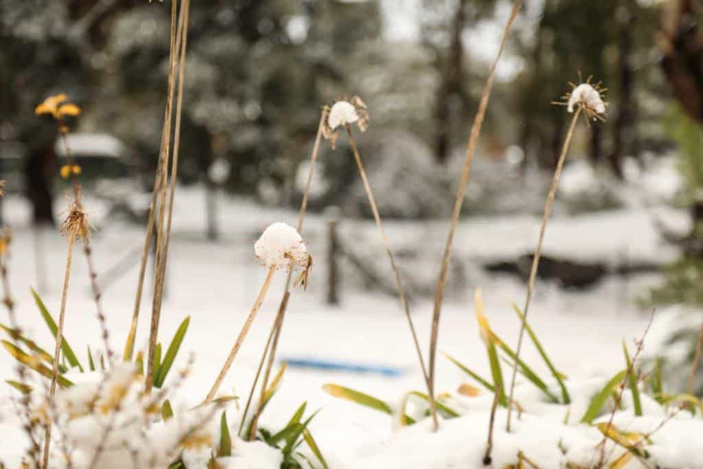 Agapanthe en hiver