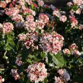 Viburnum tinus lisarose - laurier tin fleurs rose