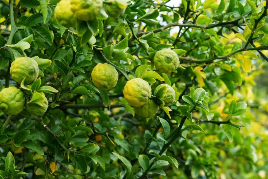 Citronnier épineux (Poncirus trifoliata)