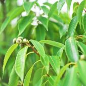 chêne à feuilles de bambou - quercus myrsinifolia