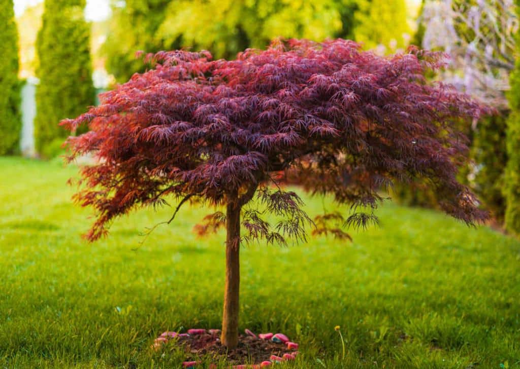 Acer palmatum - Erable japonais