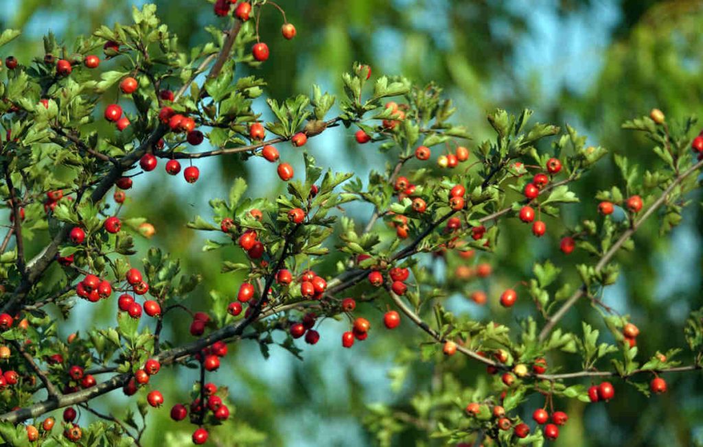 Arbuste épineux pour haie défensive