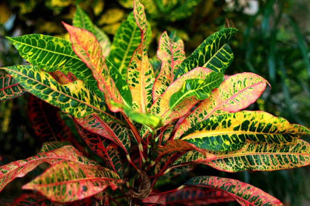 Conseils de culture et entretien du croton comme plante d'intérieur