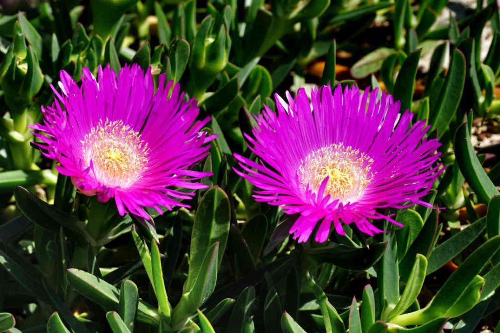 Delosperma cooperi - Pourpier de Cooper