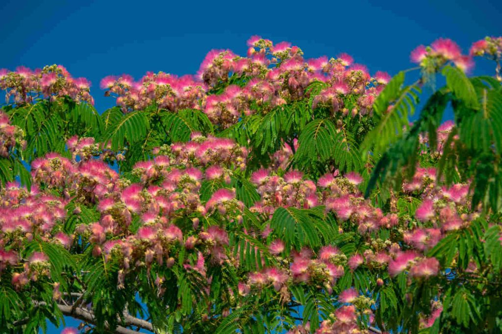 Albizia