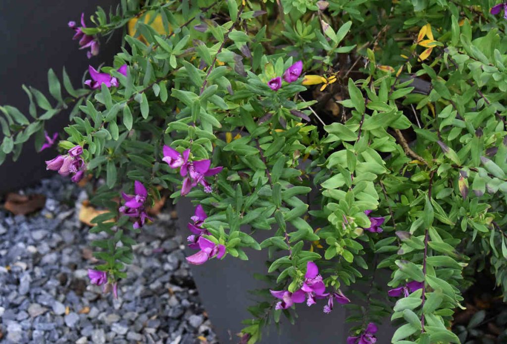 Polygala en pot