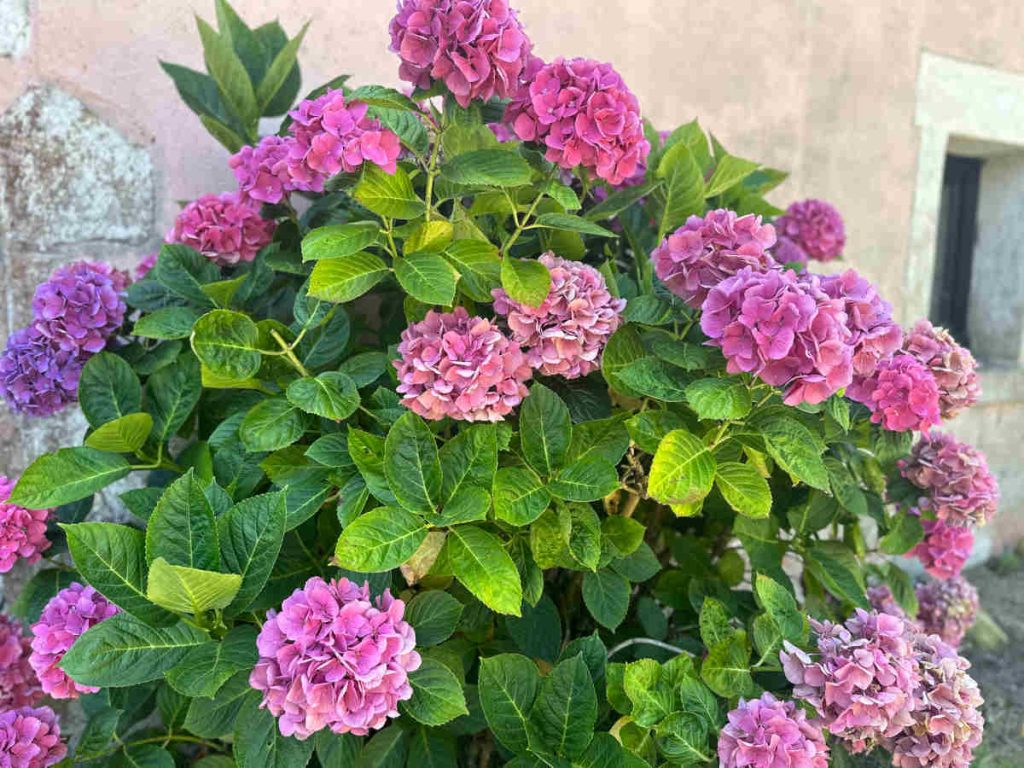 Hortensia en fleur