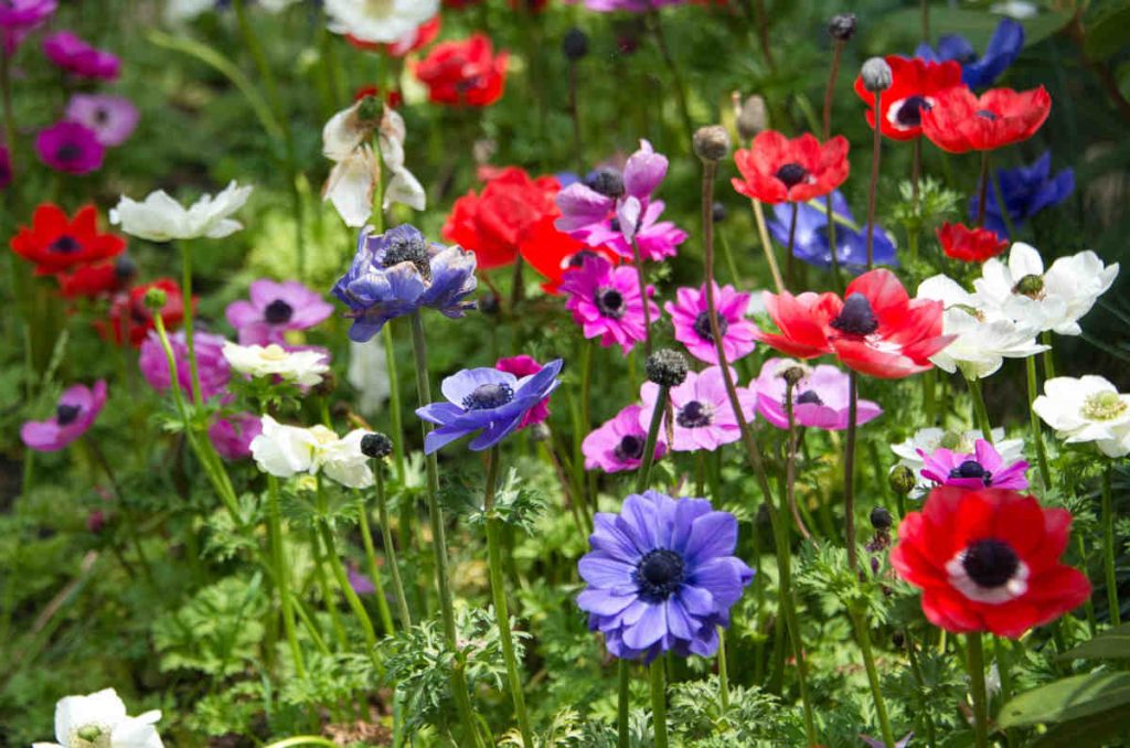 Anémone des fleuristes - Anemone coronaria