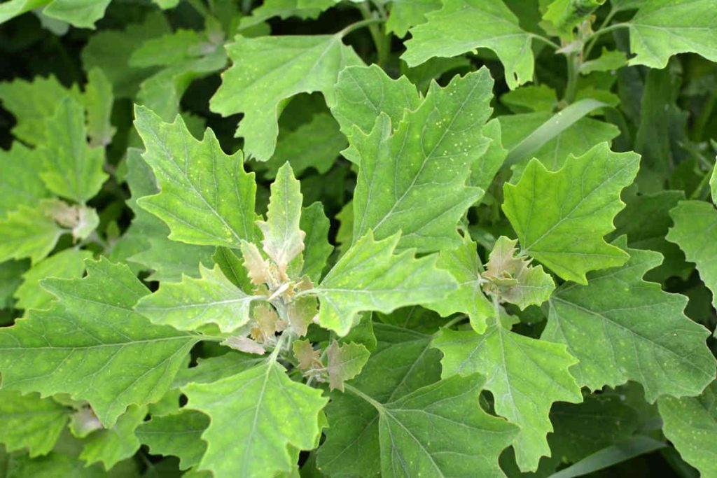 Chénopode comestible - Chenopodium album