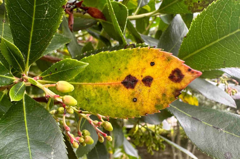 Taches feuilles arbousier