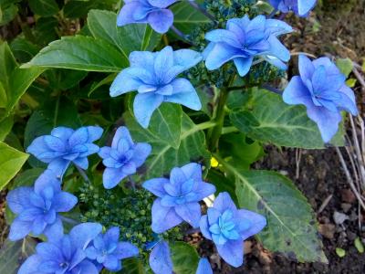 Hortensia Étoile Violette en bleu