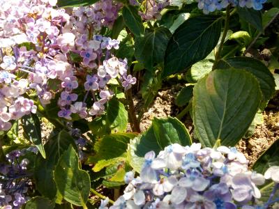 Hortensia à fleurs de lilas rose et bleu