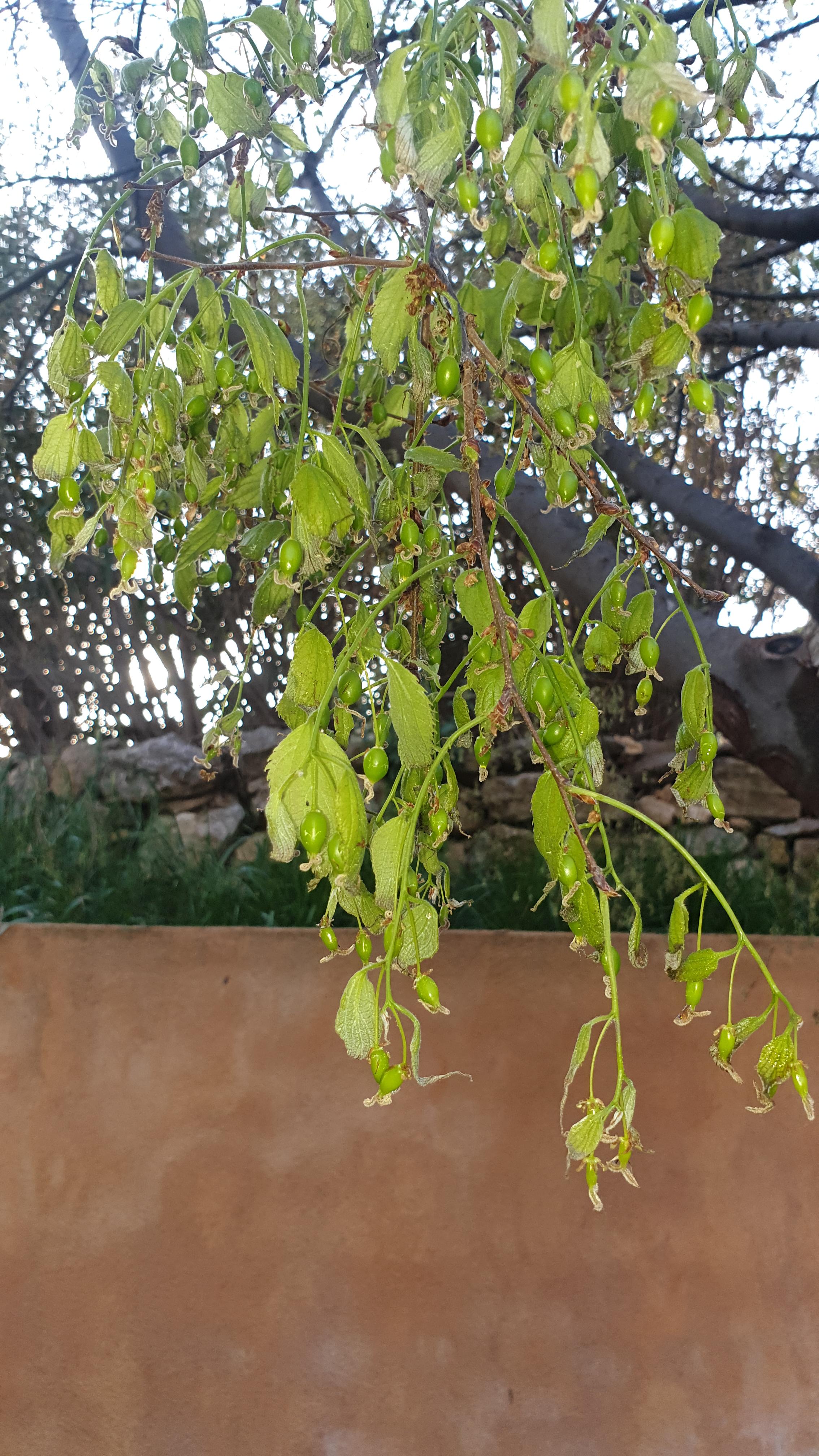Vue du coté encore vert avec des fruits qui poussent mais même ici les feuilles commencent à se recourber et sécher aux extrémités
