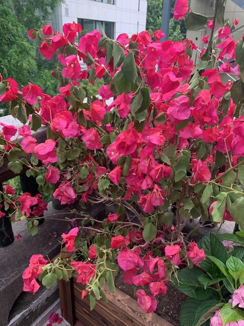 Bougainvillier problème