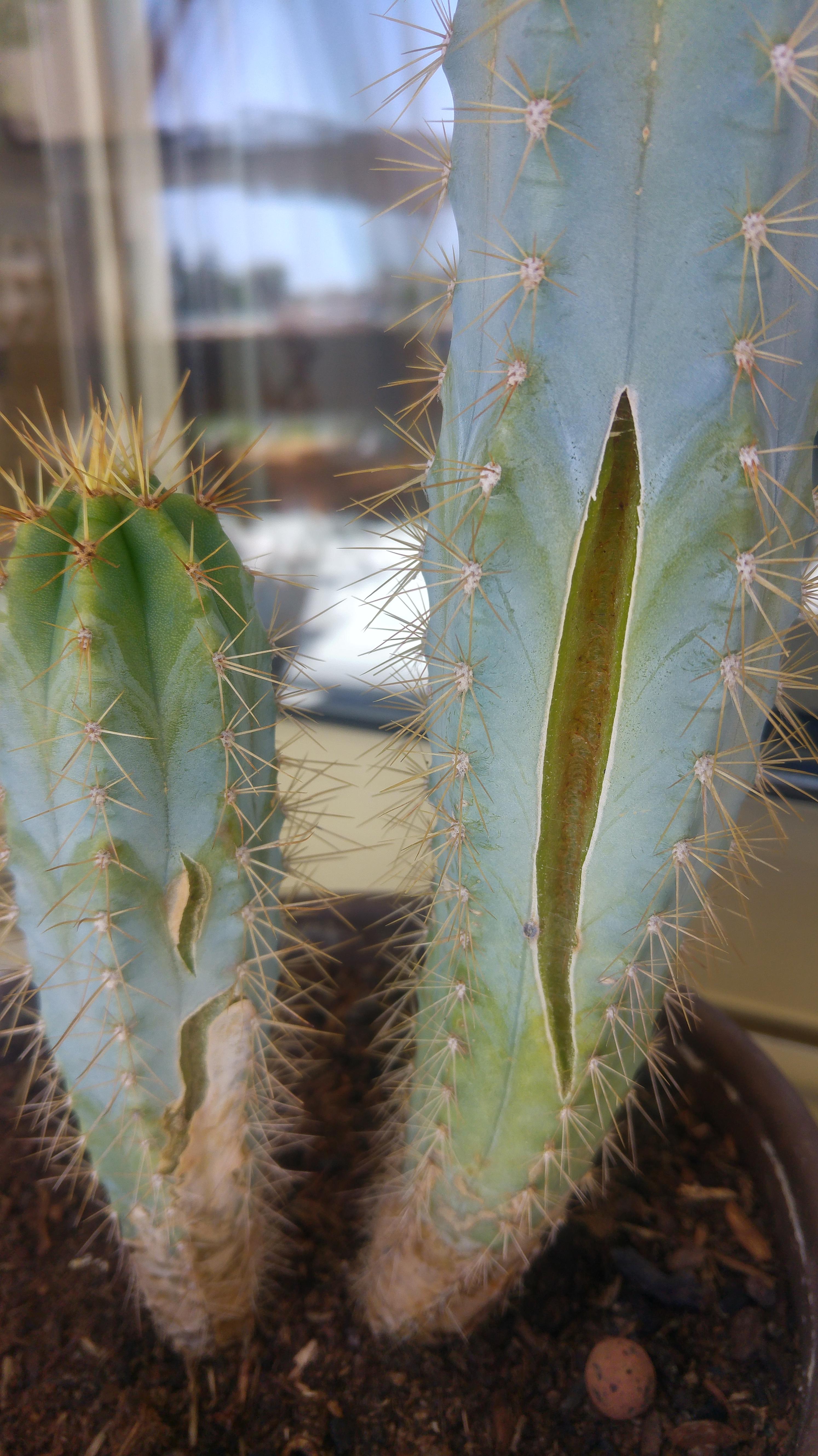 Fissure cactus