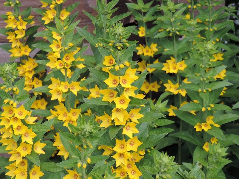 Plante à fleurs jaunes - Résolu - Forum jardinage