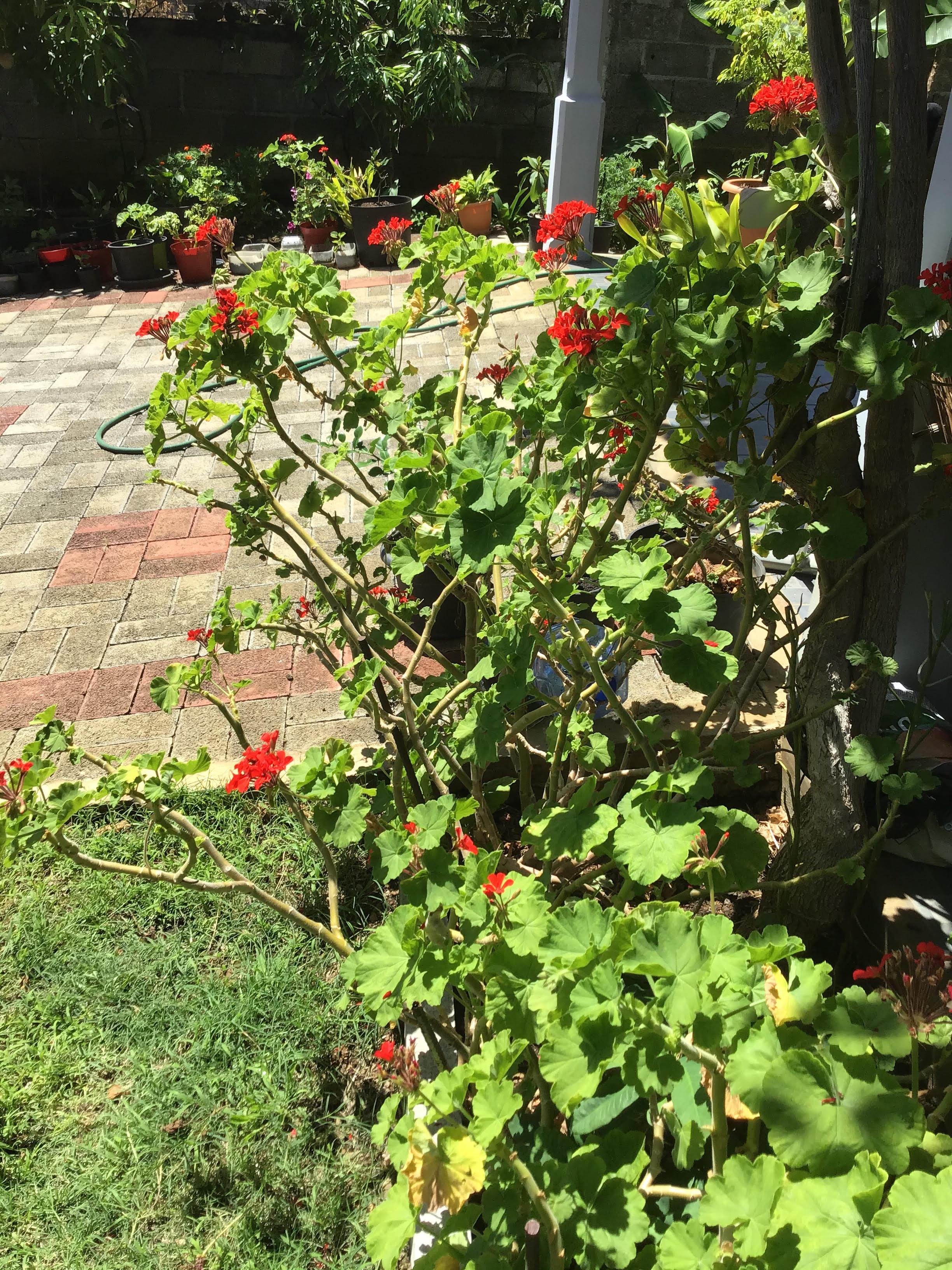 geranium rouge du jardin