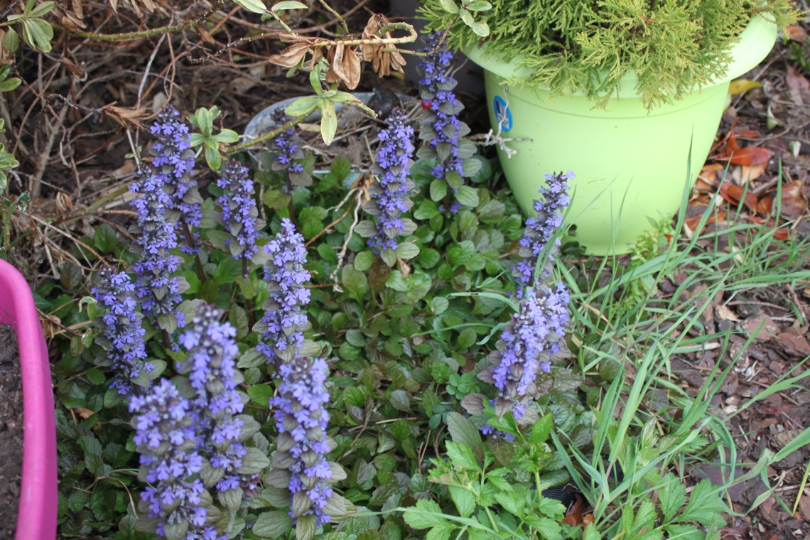 Fleurs bleues