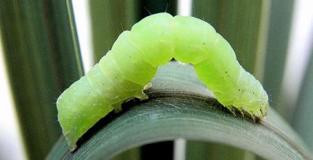 chenille verte tomate